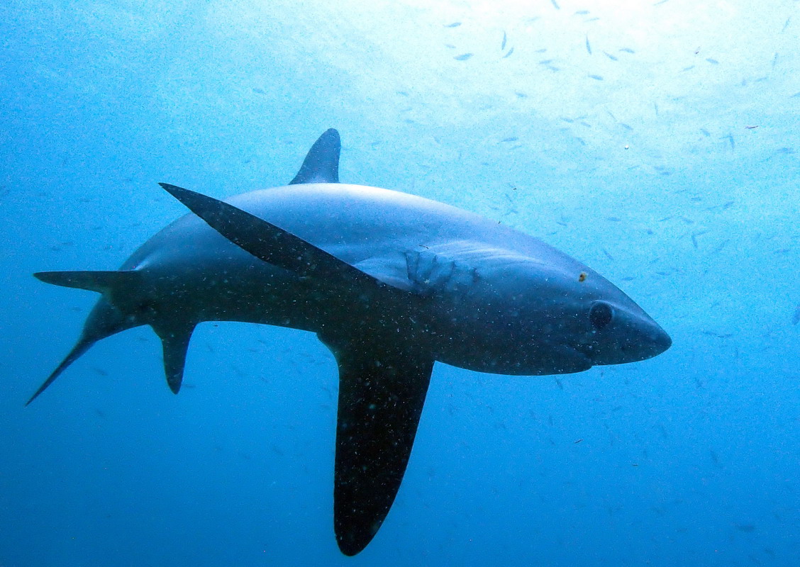 Video YouTube Requin Renard